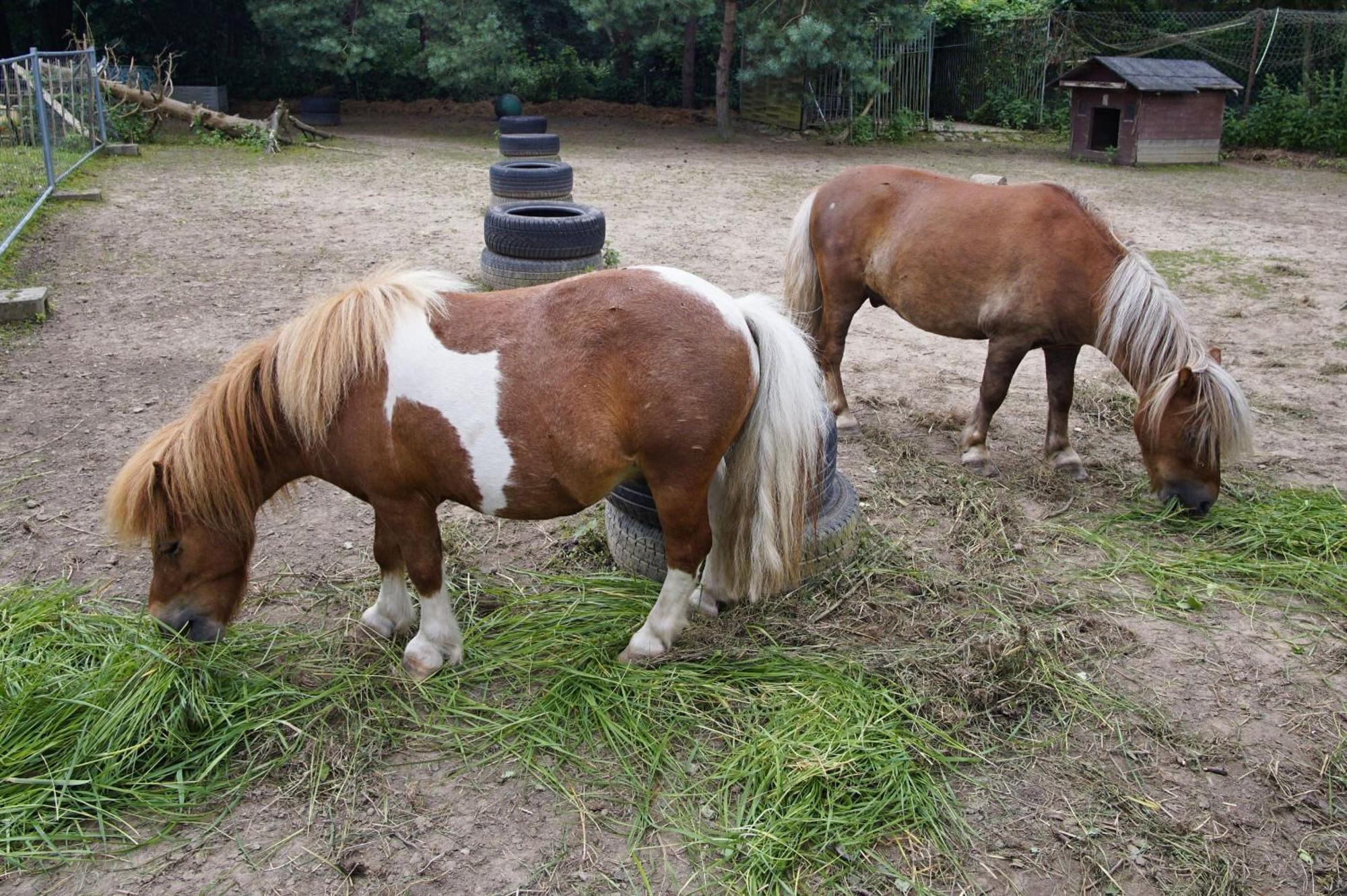 F-1109 Ferienwohnung Am Stadtrand Bergen Auf Rugen Exteriör bild